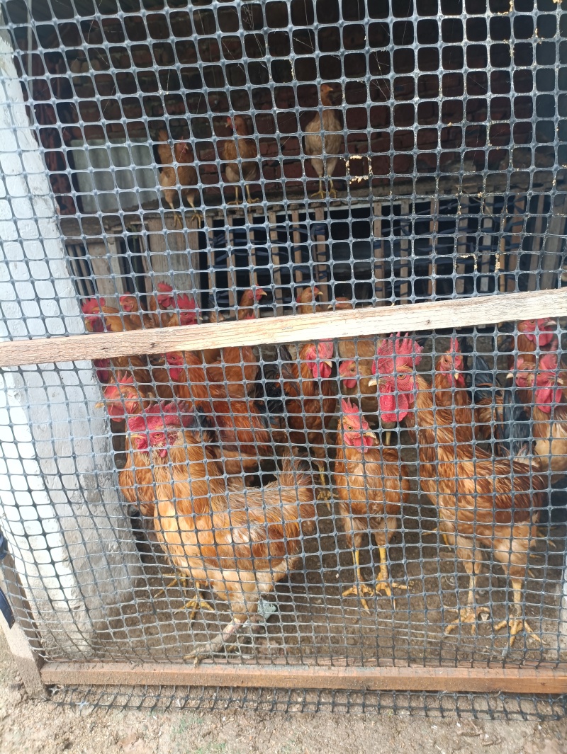 农村散养正宗土鸡，吃的都是玉米，麸皮，青菜等等肉质紧实味