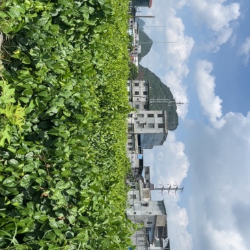 天等县富硒星油藤
