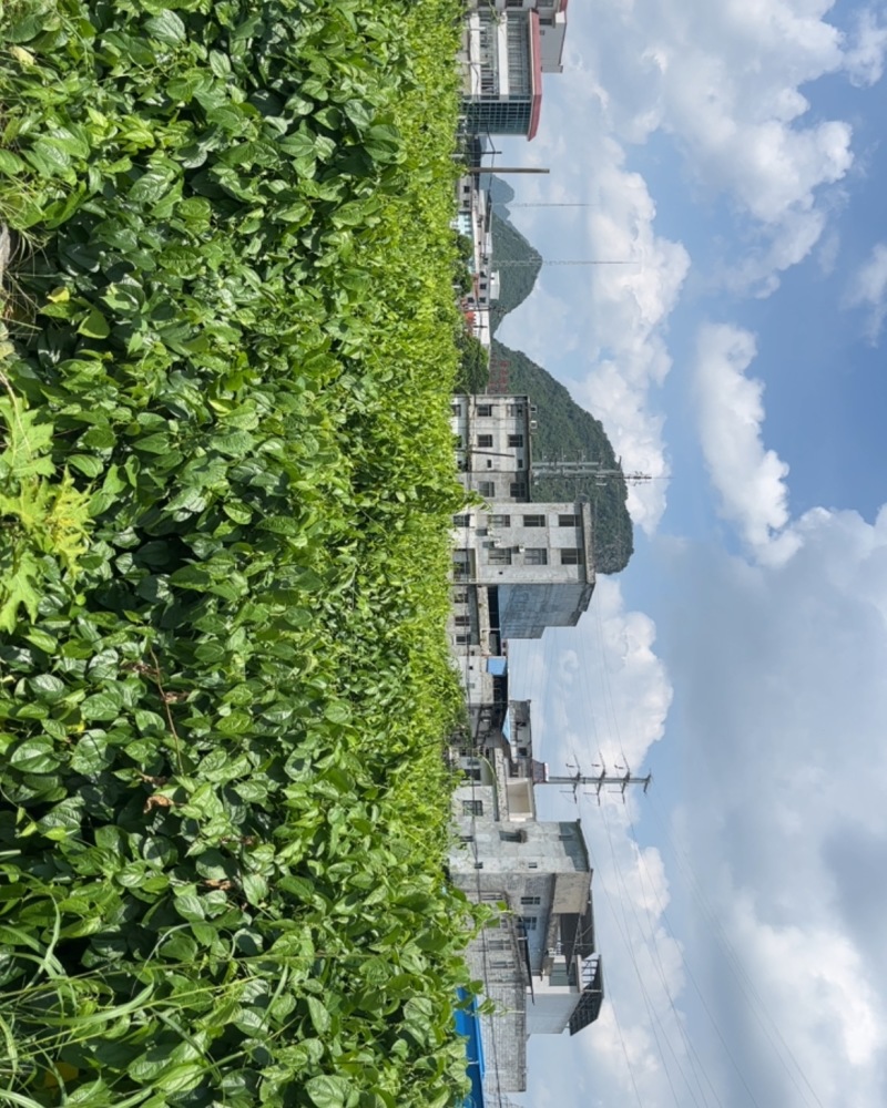 天等县富硒星油藤