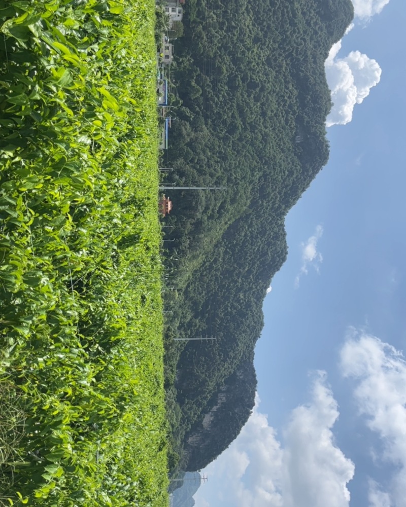 天等县富硒星油藤