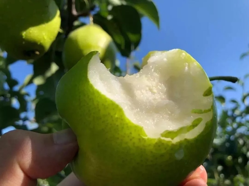 陕西黄陵翡翠梨