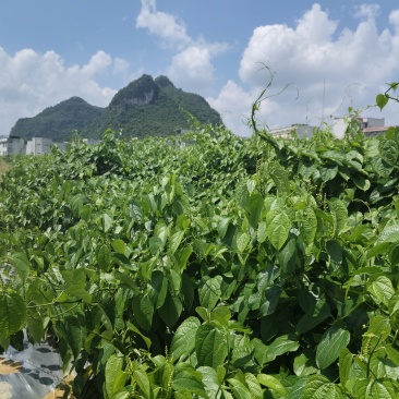 天等富硒星油藤茶