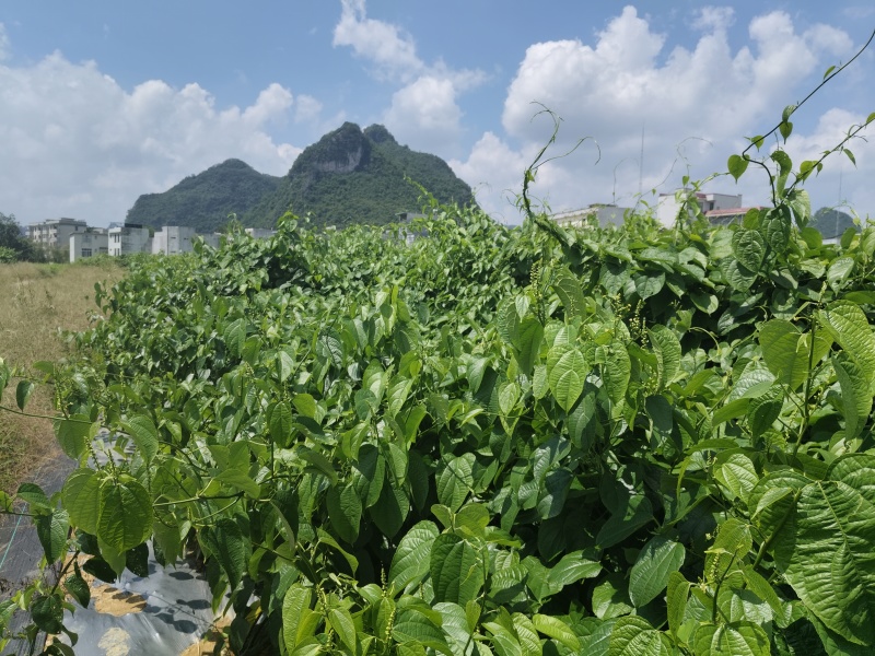 天等富硒星油藤茶