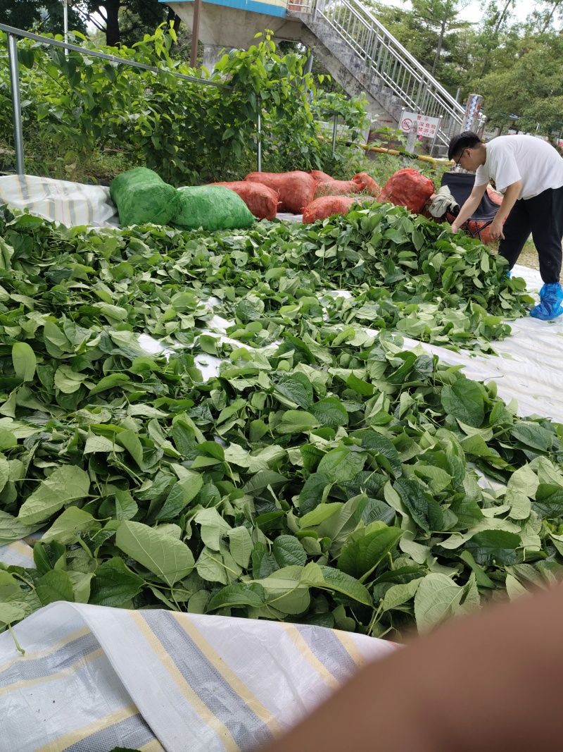 天等富硒星油藤茶