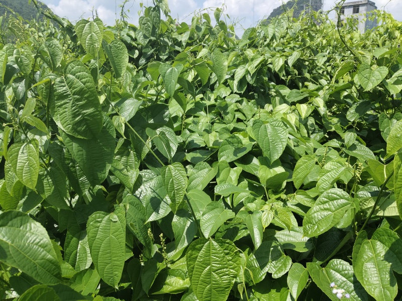 天等富硒星油藤茶