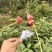 虎头蜂蜂蛹