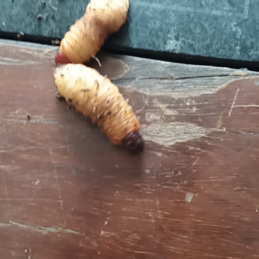 竹笋虫