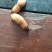 竹笋虫