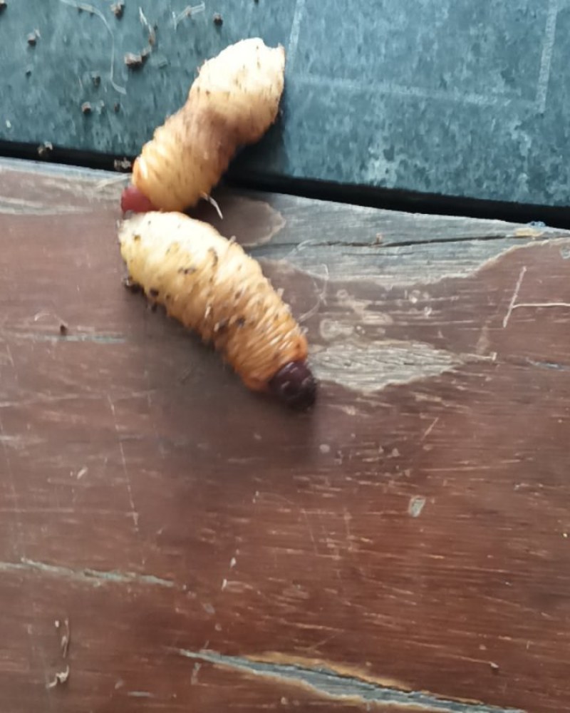 竹笋虫