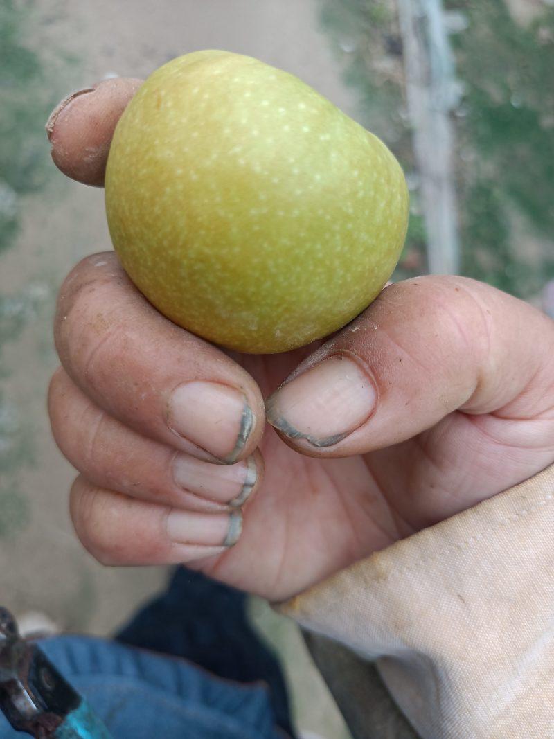 沾化冬枣，新鲜上市