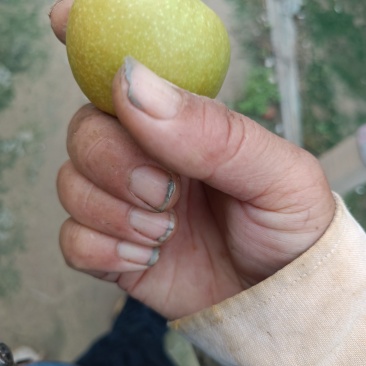 沾化冬枣，新鲜上市