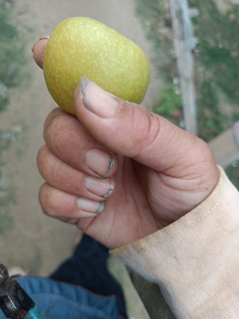 沾化冬枣，新鲜上市