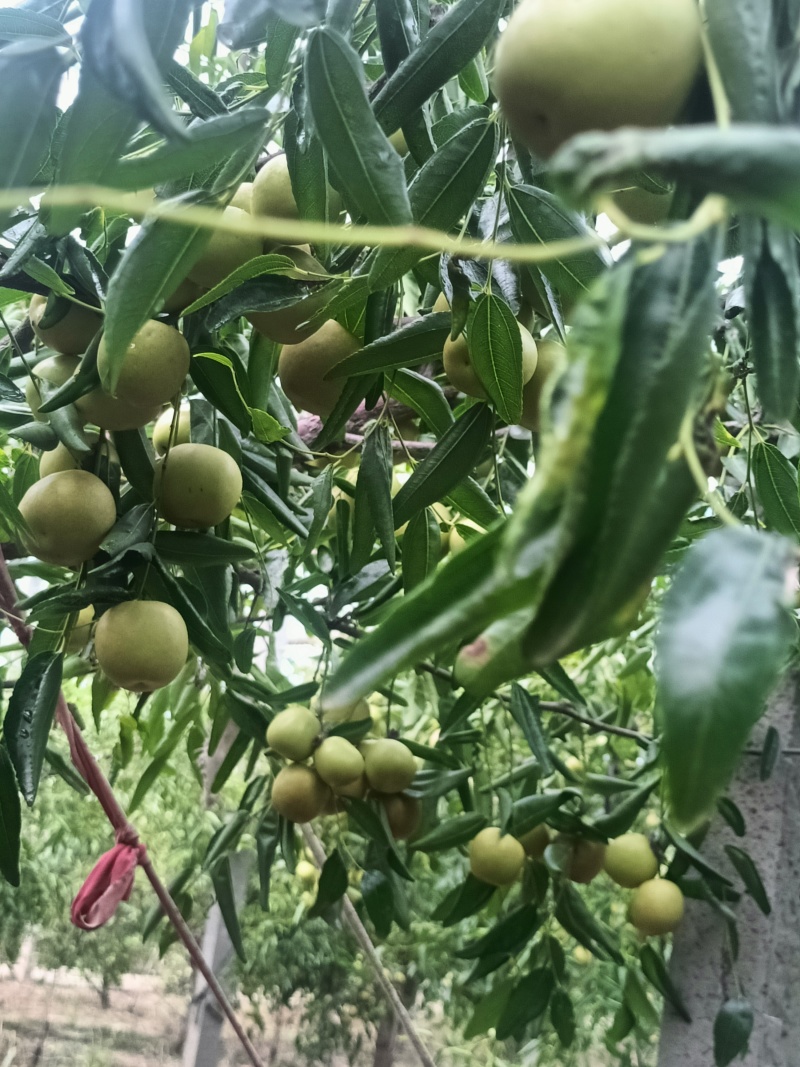 沾化冬枣，新鲜上市