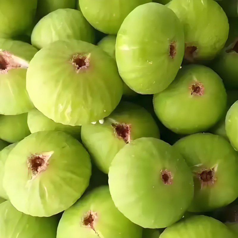 青皮无花果