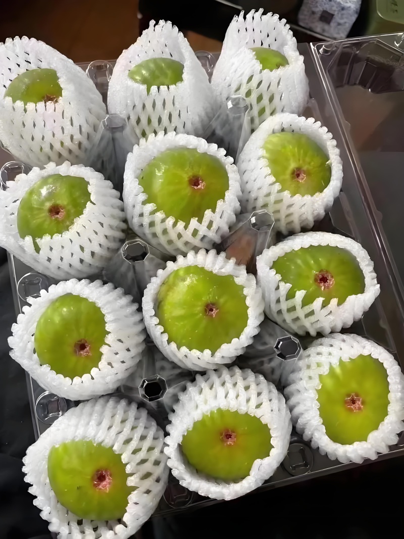 青皮无花果