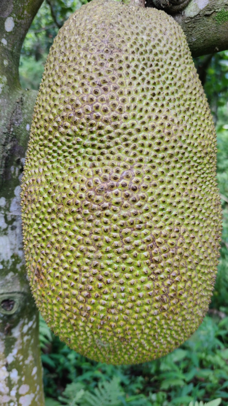 菠萝蜜