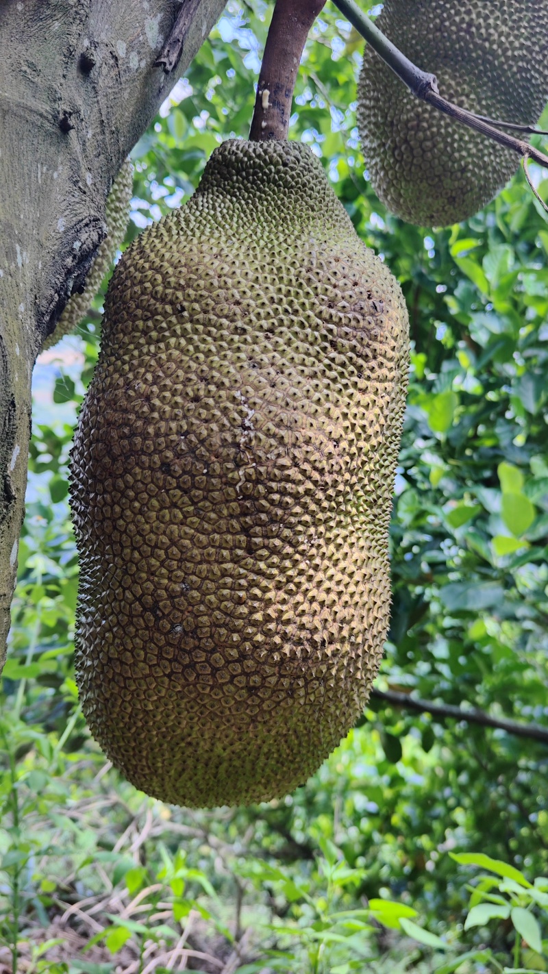菠萝蜜