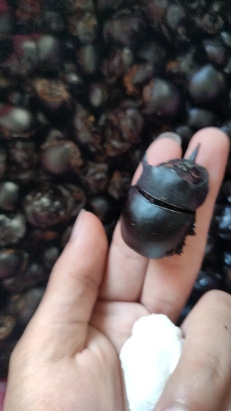 屎壳郎干货拇指还大