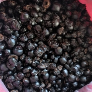 屎壳郎干货拇指还大