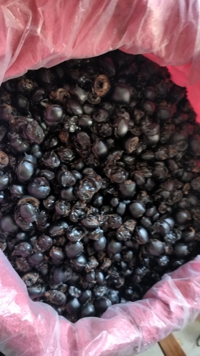 屎壳郎干货拇指还大