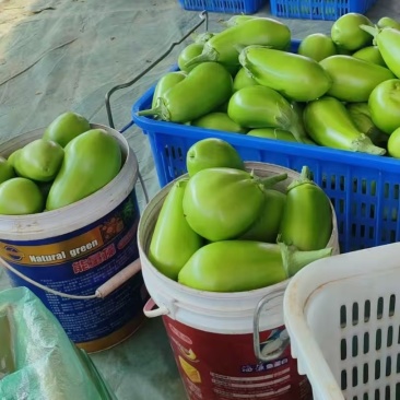 湖北随州大棚青茄子