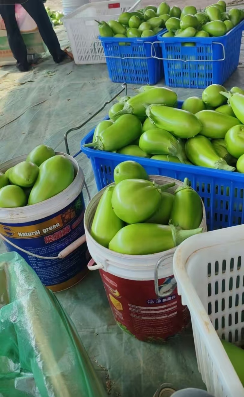 湖北随州大棚青茄子