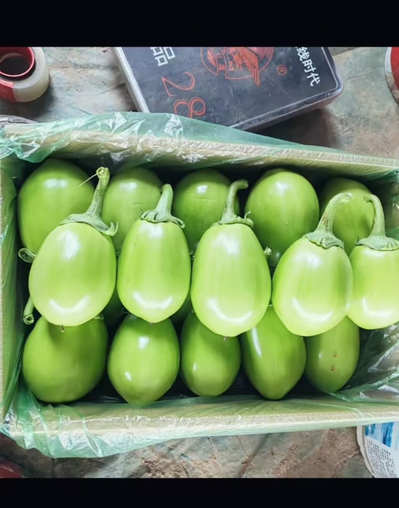 湖北随州大棚青茄子