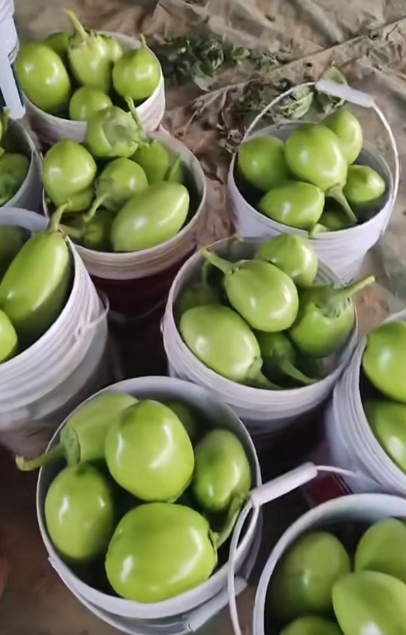 湖北随州大棚青茄子