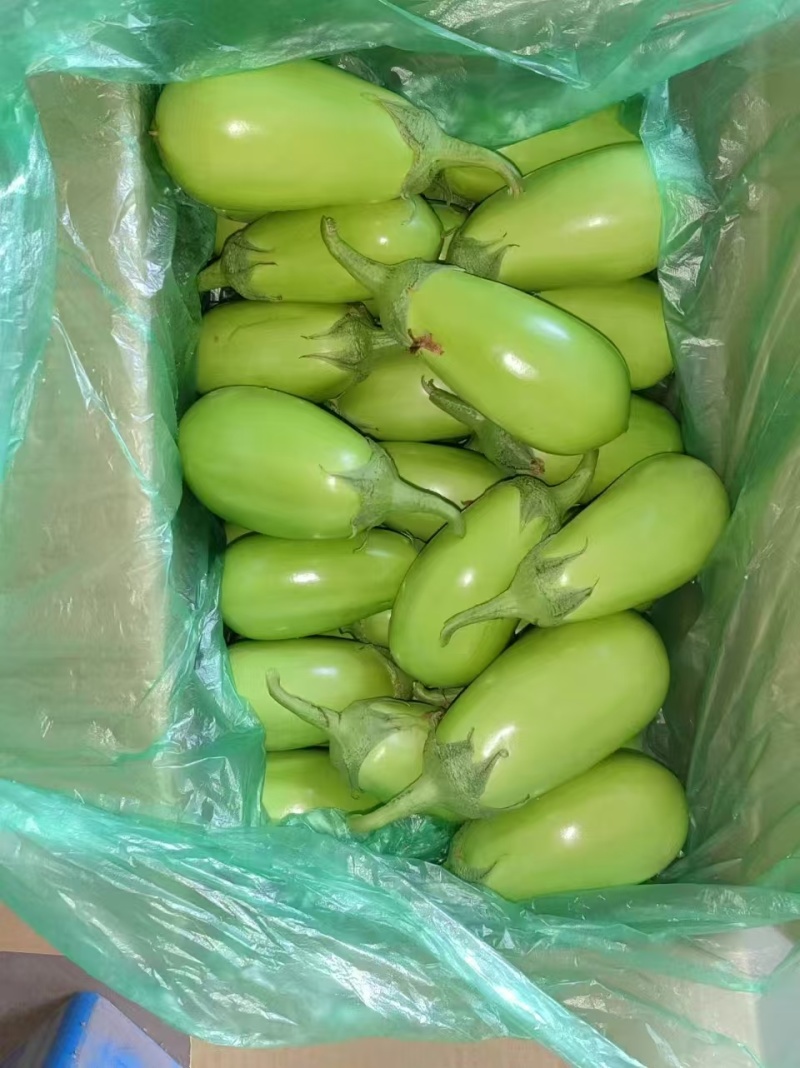 湖北随州大棚青茄子
