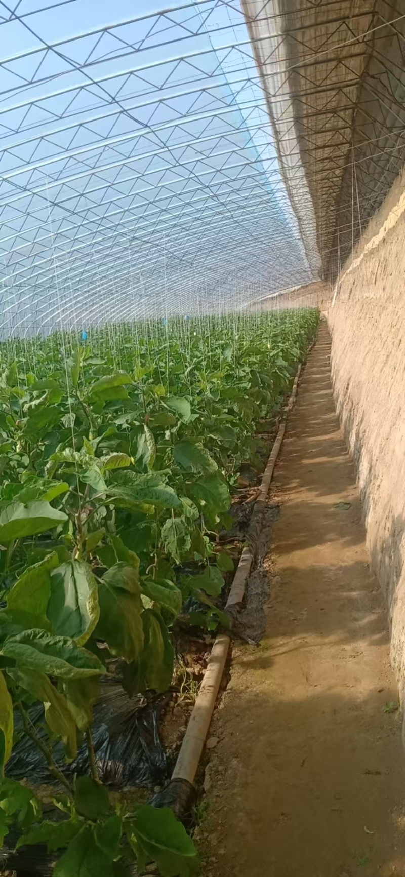 湖北随州大棚青茄子