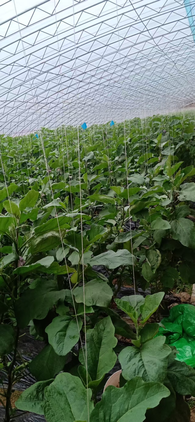 湖北随州大棚青茄子