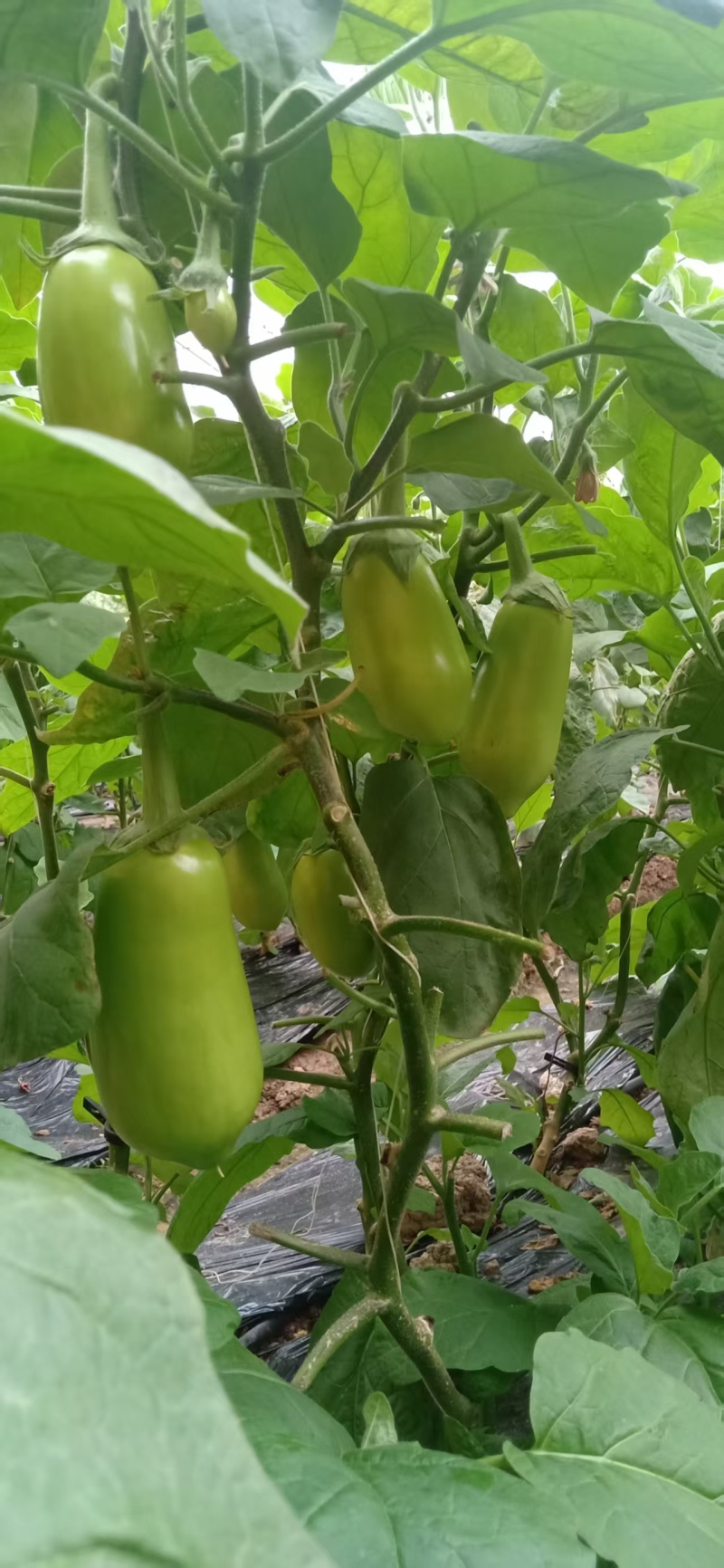 湖北随州大棚青茄子