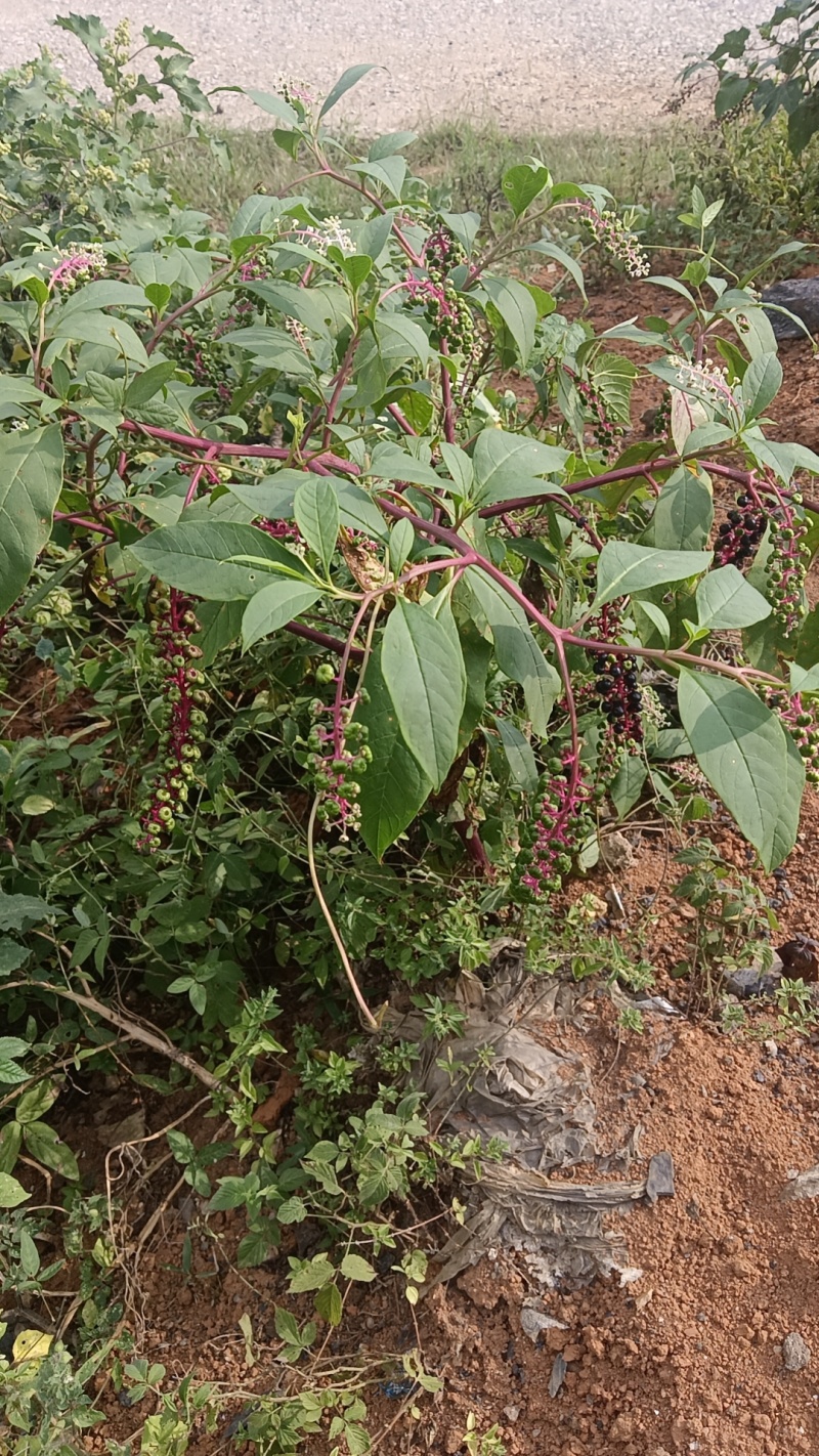 商陆新鲜货