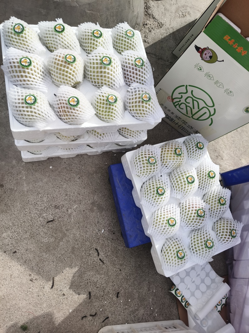 隰县玉露香梨