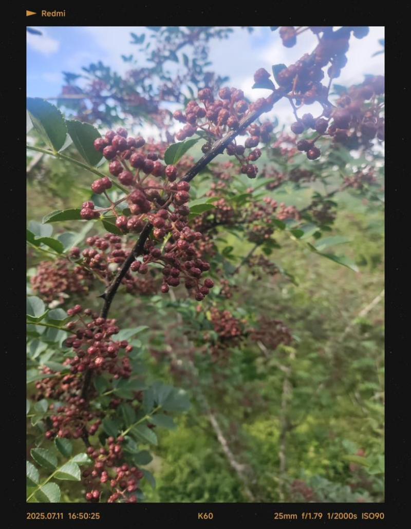 正宗汉源花椒自家百亩花椒第一手货源价格合理品质