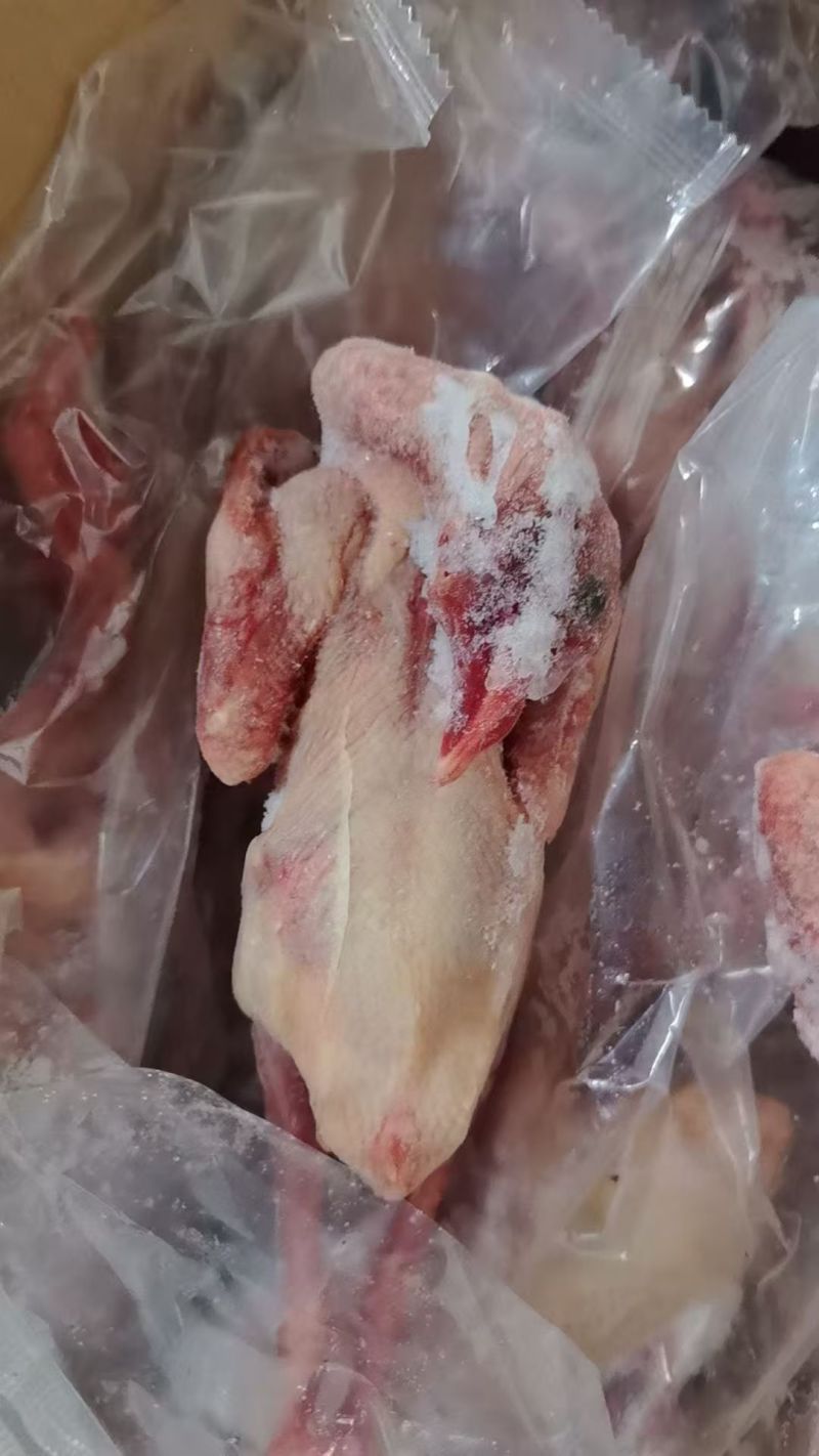 一级二级各种规格鸽子都有货价格合适，电商专用，脆皮乳鸽加工