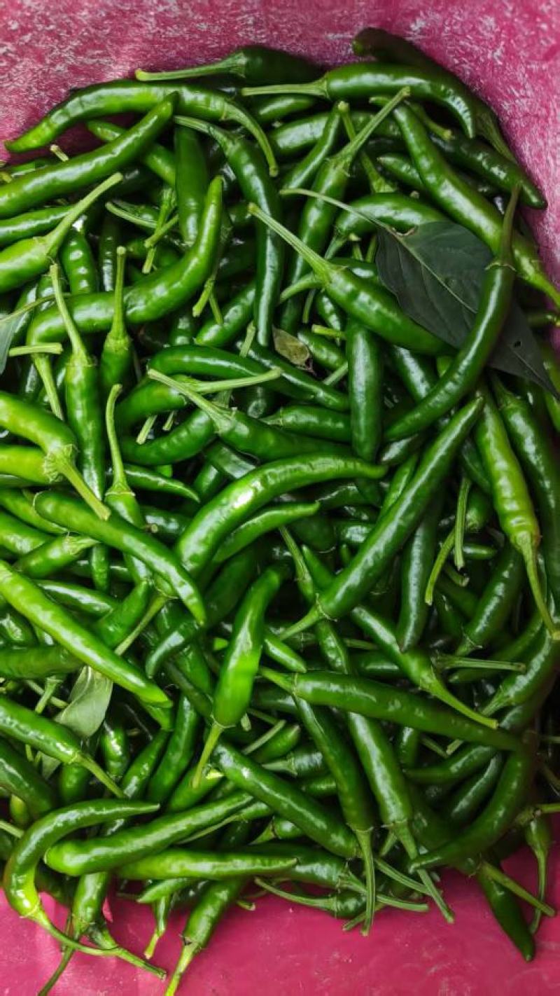 小米椒，青椒，红辣椒