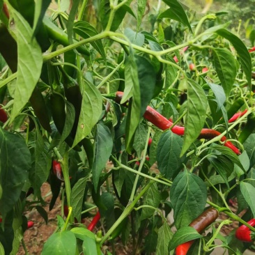小米椒，青椒，红辣椒
