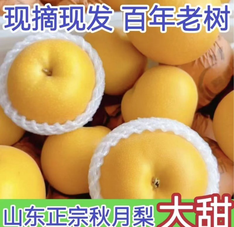 山东聊城秋月梨丰水梨皇冠梨大量有货对接电商
