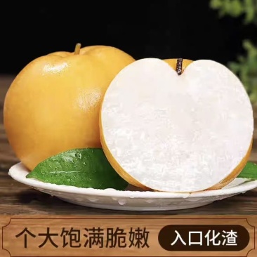 山东聊城秋月梨丰水梨皇冠梨大量有货对接电商
