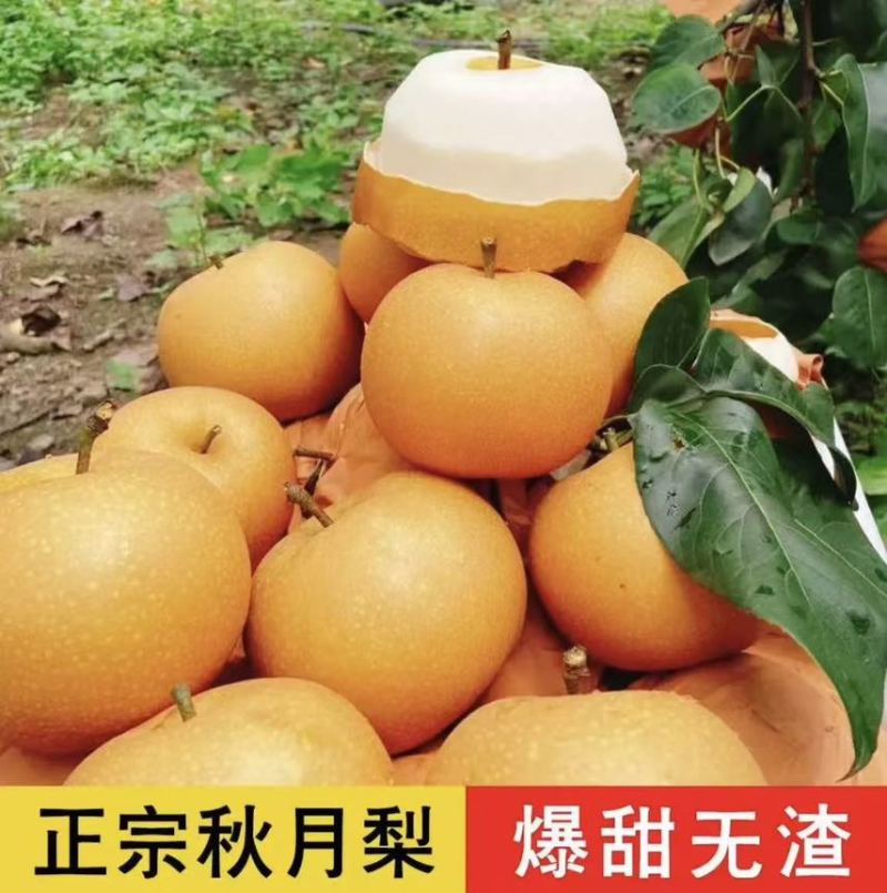山东聊城秋月梨丰水梨皇冠梨大量有货对接电商