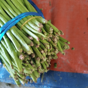 青豆角工厂货