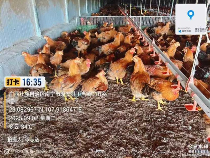 中阉有货，4.8-5.1斤，隆安，7字头