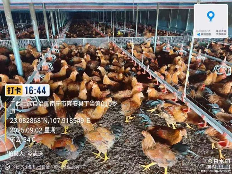中阉有货，4.8-5.1斤，隆安，7字头