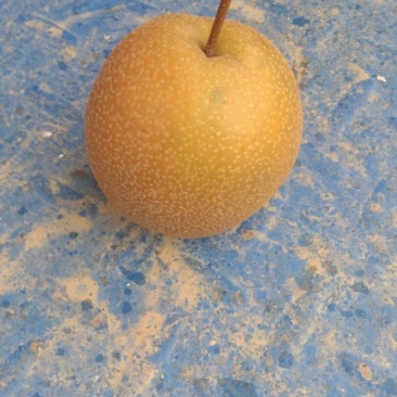 魏县红梨