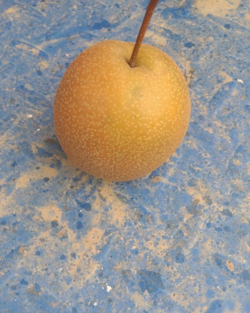 魏县红梨