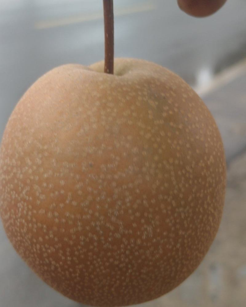 魏县红梨