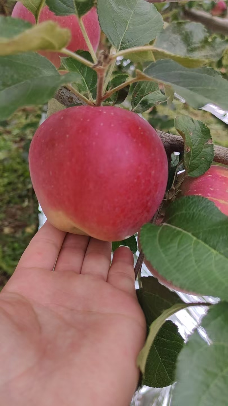大凉山盐源糖心苹果