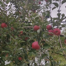 大凉山盐源糖心苹果