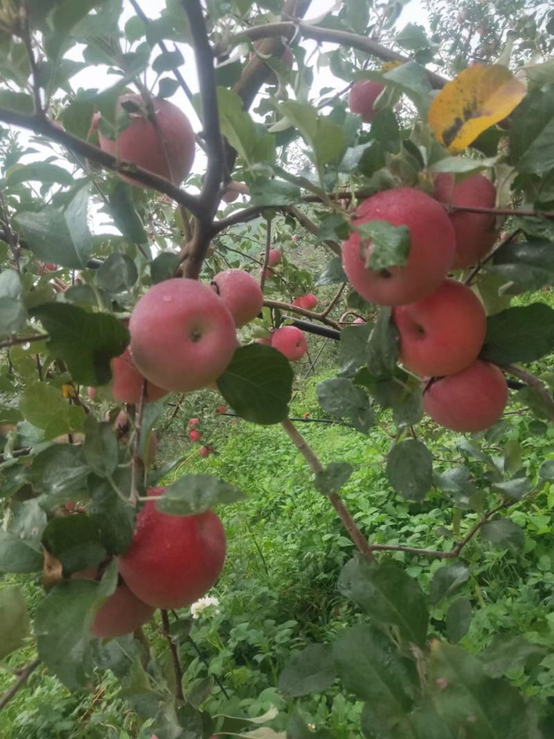 大凉山盐源糖心苹果